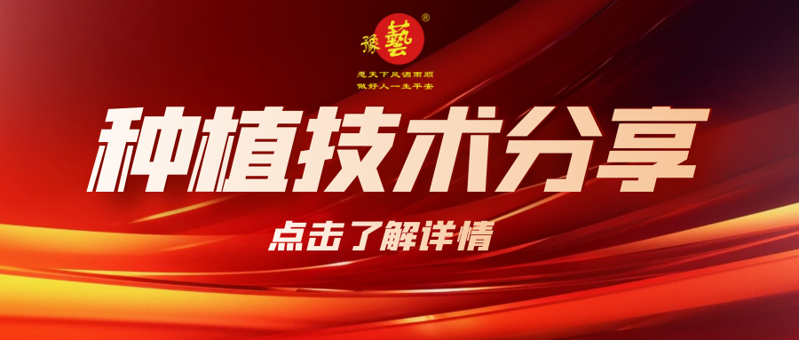 要想種出精品率高的胡蘿卜，這7點要注意！